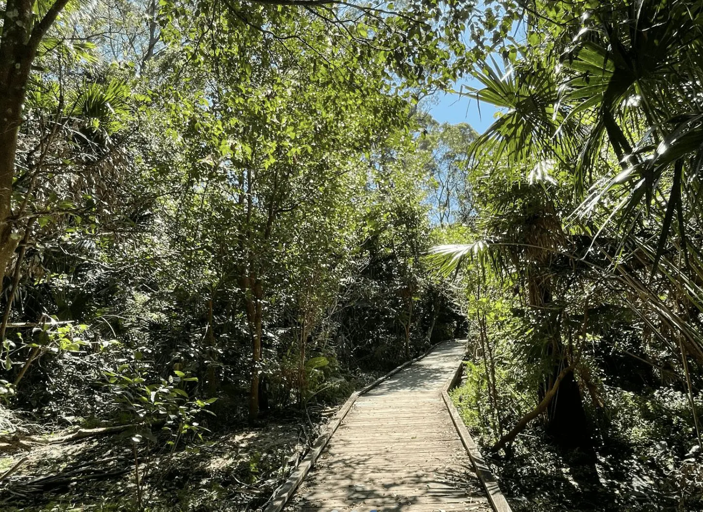 Screenshot 2025-05-06 at 9.43.38 AM Timber boardwalk winding through the lush Warriewood Wetlands, surrounded by native vegetation and bird habitat in Sydney’s largest sand plain wetland.